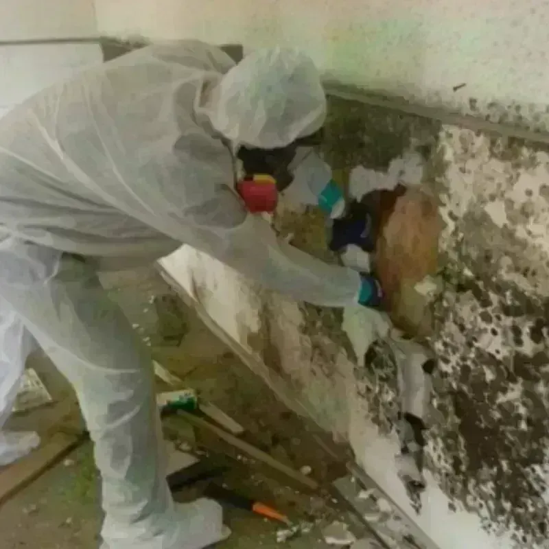 Mold Remediation and Removal in Evanston, WY